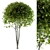 Beautiful Broadleaf Globe Tree 3D model small image 1