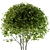 Beautiful Broadleaf Globe Tree 3D model small image 2