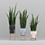 Sansevieria Plant Set 3D model small image 1