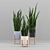 Sansevieria Plant Set 3D model small image 2