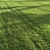 Lush Green Summer Grass 3D model small image 2