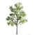 Tall Acacia Tree Set 3D model small image 3