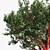 Tibetan Cherry Tree: Realistic Mode 3D model small image 2
