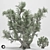 Tall 2014 Olive Tree 3D model small image 1