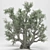 Elegant Olive Tree 110 3D model small image 3