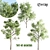 Trio of Towering Acacias for V-Ray 3D model small image 1
