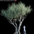 Europa Olea Olive Tree - High Detail 3D Model 3D model small image 1