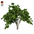  Majestic American Elm Tree 3D model small image 1