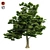 American Sycamore: Low Poly Tree 3D model small image 1