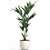 Tropical Palm Collection in White Pots 3D model small image 2
