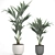 Tropical Palm Collection in White Pots 3D model small image 4