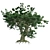 Big Leaf Maple Tree 3D model small image 2