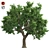 Optimized Amur Cork Tree 3D model small image 1