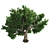 Optimized Amur Cork Tree 3D model small image 4