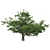 Bountiful Cherry Tree: Realistic, Optimized, High-Quality 3D model small image 3