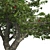 Bountiful Cherry Tree: Realistic, Optimized, High-Quality 3D model small image 4