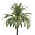 Exquisite 3D Palm Trees with Stunning Heights 3D model small image 4