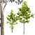 Twin Ash Trees: A Classic Duo 3D model small image 2