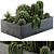 Desert Dream Cactus Set 3D model small image 1