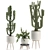 Exotic Cactus Collection White Pot Indoor Plants 3D model small image 4