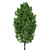 Optimized Quad Cypress Oak 3D model small image 2