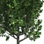 Optimized Quad Cypress Oak 3D model small image 4