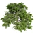 Title: EuropaBeech Corona Tree 3D model small image 3
