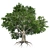 Title: EuropaBeech Corona Tree 3D model small image 4