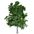  European Linden Tree: High-Quality and Realistic 3D model small image 3