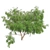 Optimized Honey Mesquite Tree  3D model small image 4
