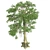 Optimized Kapok Tree 3D Model 3D model small image 3