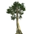 Optimized Kapok Tree 4K Textures 3D model small image 2