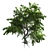 Zen Garden Katsura Tree 3D model small image 2