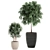 Exotic Plant Collection: Rhapis, Ficus, Nerium 3D model small image 4