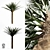 Tropical Palm Tree 5S 3D model small image 1
