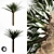 Tropical Palm Tree 5S 3D model small image 1