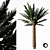 Tropical Palm Tree 5S 3D model small image 2