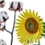 Sunflower and Cotton Decor Set 3D model small image 2