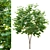  Majestic Maple Tree 3D model small image 1