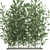 Exotic Bamboo Plant in White Vase 3D model small image 3