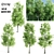 4 Sorrel Trees: Vibrant and Hardy Set! 3D model small image 1