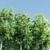 4 Sorrel Trees: Vibrant and Hardy Set! 3D model small image 2