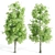 4 Sorrel Trees: Vibrant and Hardy Set! 3D model small image 4