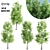 4 Sorrel Trees: Vibrant and Hardy Set! 3D model small image 6