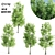 4 Sorrel Trees: Vibrant and Hardy Set! 3D model small image 7