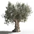 Gorgeous Olive Tree for Your Space 3D model small image 2