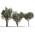 Mediterranean Trio: Three Majestic Olive Trees 3D model small image 1