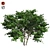 Kousa Dogwood: Perfect Condition, High-Quality 3D model small image 3