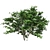 Kousa Dogwood: Perfect Condition, High-Quality 3D model small image 4