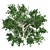 Kousa Dogwood: Perfect Condition, High-Quality 3D model small image 5